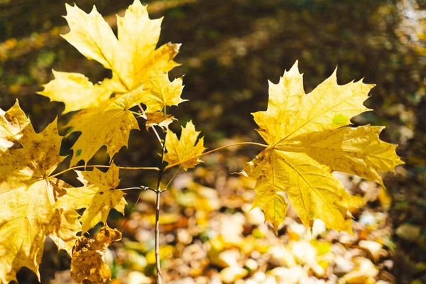 A small maple tree. Close-up of yellow maple leaves. Sunny autumn forest