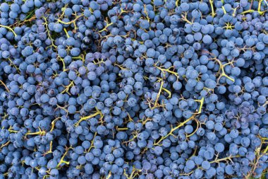 Mavi üzümler. Şarap üzümlü arka plan. Taze toplanmış siyah üzümler