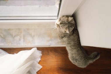 Güzel bir kedinin portresi. Şirin Kedi Portresi. Mutlu Hayvan. Gri İskoç Heteroseksüel Kedi Uyuyor.