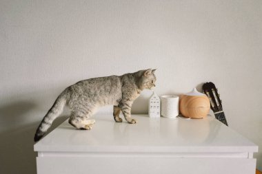 Güzel bir kedinin portresi. Şirin Kedi Portresi. Mutlu Hayvan. Gri İskoç Heteroseksüel Kedi Uyuyor.