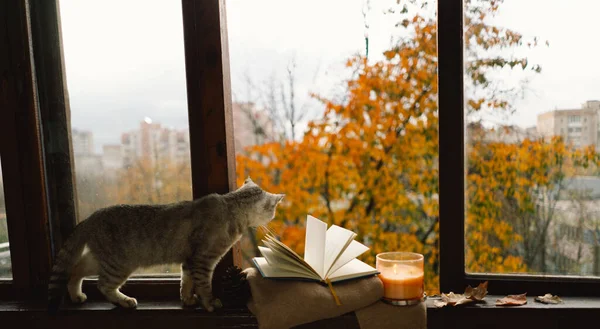 Cute cat with cozy autumn still life with knitted woolen sweater, candle, book on a vintage windowsill. Autumn home decor. Cozy fall mood.
