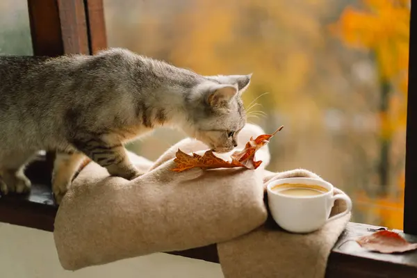 Cute cat with cozy autumn still life with hot coffee on a vintage windowsill. Autumn home decor. Cozy fall mood.