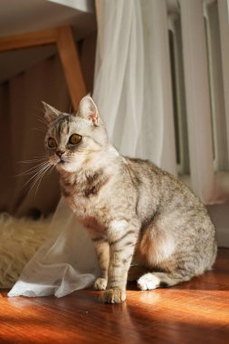 Güzel bir kedinin portresi. Şirin Kedi Portresi. Mutlu Hayvan. Gri İskoç Heteroseksüel Kedi Uyuyor.