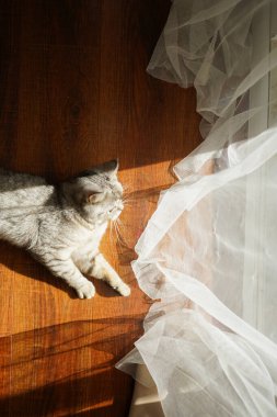 Güzel bir kedinin portresi. Şirin Kedi Portresi. Mutlu Hayvan. Gri İskoç Heteroseksüel Kedi Uyuyor.