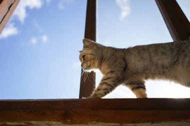 Güzel bir kedinin portresi. Şirin Kedi Portresi. Mutlu Hayvan. Gri İskoç Heteroseksüel Kedi Uyuyor.