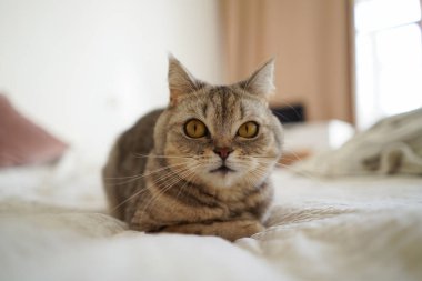 Güzel bir kedinin portresi. Şirin Kedi Portresi. Mutlu Hayvan. Gri İskoç Heteroseksüel Kedi Uyuyor.