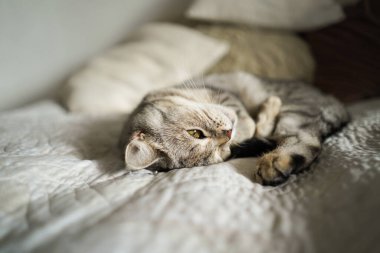 Güzel bir kedinin portresi. Şirin Kedi Portresi. Mutlu Hayvan. Gri İskoç Heteroseksüel Kedi Uyuyor.