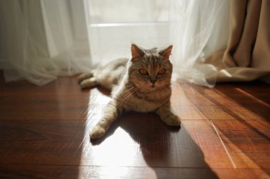 Güzel bir kedinin portresi. Şirin Kedi Portresi. Mutlu Hayvan. Gri İskoç Heteroseksüel Kedi Uyuyor.