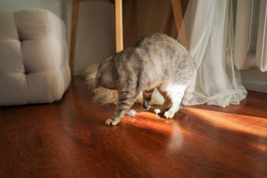 Güzel bir kedinin portresi. Şirin Kedi Portresi. Mutlu Hayvan. Gri İskoç Heteroseksüel Kedi Uyuyor.