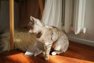 Güzel bir kedinin portresi. Şirin Kedi Portresi. Mutlu Hayvan. Gri İskoç Heteroseksüel Kedi Uyuyor.