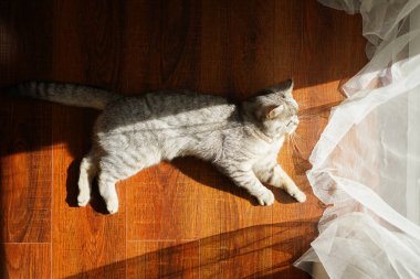 Güzel bir kedinin portresi. Şirin Kedi Portresi. Mutlu Hayvan. Gri İskoç Heteroseksüel Kedi Uyuyor.