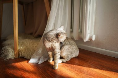 Güzel bir kedinin portresi. Şirin Kedi Portresi. Mutlu Hayvan. Gri İskoç Heteroseksüel Kedi Uyuyor.