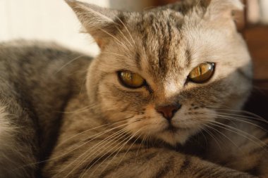 Güzel bir kedinin portresi. Şirin Kedi Portresi. Mutlu Hayvan. Gri İskoç Heteroseksüel Kedi Uyuyor.