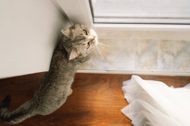 Güzel bir kedinin portresi. Şirin Kedi Portresi. Mutlu Hayvan. Gri İskoç Heteroseksüel Kedi Uyuyor.
