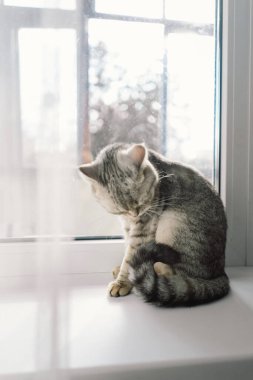 Güzel bir kedinin portresi. Şirin Kedi Portresi. Mutlu Hayvan. Gri İskoç Heteroseksüel Kedi Uyuyor.