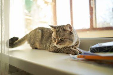 Güzel bir kedinin portresi. Şirin Kedi Portresi. Mutlu Hayvan. Gri İskoç Heteroseksüel Kedi Uyuyor.