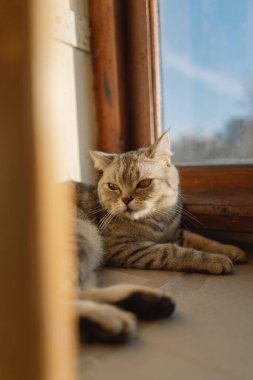 Güzel bir kedinin portresi. Şirin Kedi Portresi. Mutlu Hayvan. Gri İskoç Heteroseksüel Kedi Uyuyor.
