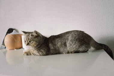 Güzel bir kedinin portresi. Şirin Kedi Portresi. Mutlu Hayvan. Gri İskoç Heteroseksüel Kedi Uyuyor.