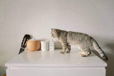 Güzel bir kedinin portresi. Şirin Kedi Portresi. Mutlu Hayvan. Gri İskoç Heteroseksüel Kedi Uyuyor.