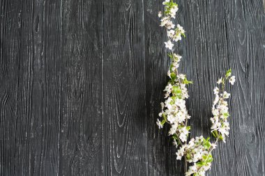 Eski ahşap arka planda bahar kiraz çiçekleri. Bahar konsepti