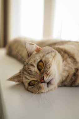 Güzel bir kedinin portresi. Şirin Kedi Portresi. Mutlu Hayvan. Gri İskoç Heteroseksüel Kedi Uyuyor.