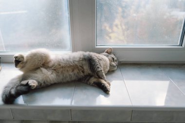 Güzel bir kedinin portresi. Şirin Kedi Portresi. Mutlu Hayvan. Gri İskoç Heteroseksüel Kedi Uyuyor.