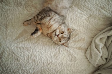 Güzel bir kedinin portresi. Şirin Kedi Portresi. Mutlu Hayvan. Gri İskoç Heteroseksüel Kedi Uyuyor.