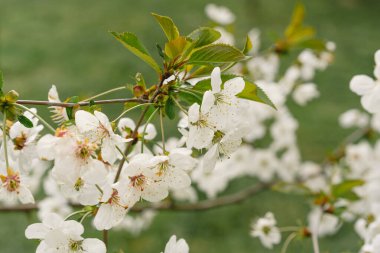 Cherry tree in white flowers. The branches of a blossoming tree. Blurring background. Spring background.