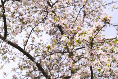 Bulanık bir bahçenin arka planında bir elma dalında güzel beyaz çiçekler. Elma ağacı çiçeği. Bahar arkaplanı