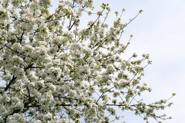Bulanık bir bahçenin arka planında bir elma dalında güzel beyaz çiçekler. Elma ağacı çiçeği. Bahar arkaplanı