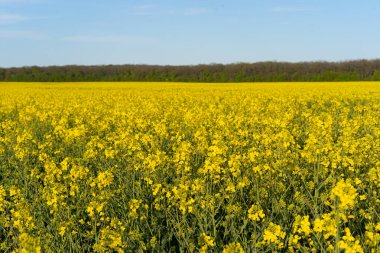 Kolza tarlası kolza tohumu sarı çiçekler ve mavi gökyüzü. Yağ tohumu, kanola, kola. Doğa geçmişi. Bahar manzarası. Ukrayna tarım illüstrasyonu