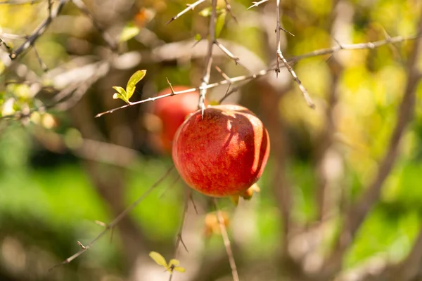 Pomegranate on the tree. Red pomegranate growing on tree outdoors. Blurred Red pomegranate on the tree