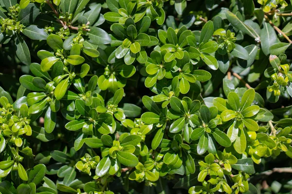Yeşil bitki çalısı. Yeşil yaprak çalılarının doğa görüntüsü. Düzlük, doğa konsepti, tropikal yaprak