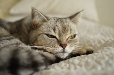 Güzel bir kedinin portresi. Şirin Kedi Portresi. Mutlu Hayvan. Gri İskoç Heteroseksüel Kedi Uyuyor.