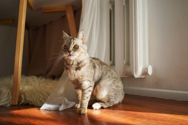 Güzel bir kedinin portresi. Şirin Kedi Portresi. Mutlu Hayvan. Gri İskoç Heteroseksüel Kedi Uyuyor.