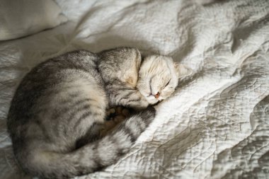 Güzel bir kedinin portresi. Şirin Kedi Portresi. Mutlu Hayvan. Gri İskoç Heteroseksüel Kedi Uyuyor.