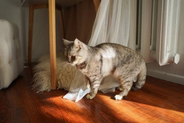 Güzel bir kedinin portresi. Şirin Kedi Portresi. Mutlu Hayvan. Gri İskoç Heteroseksüel Kedi Uyuyor.