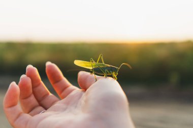 Meadow grasshopper on female hand. Beautiful summer photo clipart