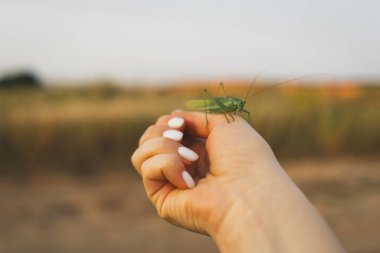 Meadow çekirgesi kadın elinde. Güzel yaz fotoğrafı.