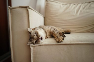 Güzel bir kedinin portresi. Şirin Kedi Portresi. Mutlu Hayvan. Gri İskoç Heteroseksüel Kedi Uyuyor.