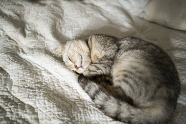 Güzel bir kedinin portresi. Şirin Kedi Portresi. Mutlu Hayvan. Gri İskoç Heteroseksüel Kedi Uyuyor.