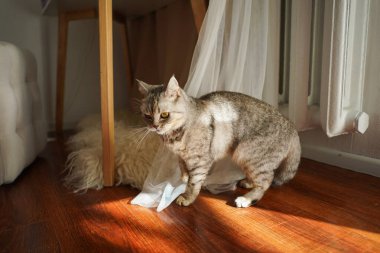 Güzel bir kedinin portresi. Şirin Kedi Portresi. Mutlu Hayvan. Gri İskoç Heteroseksüel Kedi Uyuyor.