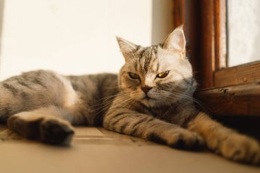 Güzel bir kedinin portresi. Şirin Kedi Portresi. Mutlu Hayvan. Gri İskoç Heteroseksüel Kedi Uyuyor.