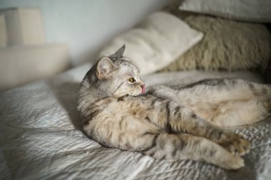 Güzel bir kedinin portresi. Şirin Kedi Portresi. Mutlu Hayvan. Gri İskoç Heteroseksüel Kedi Uyuyor.