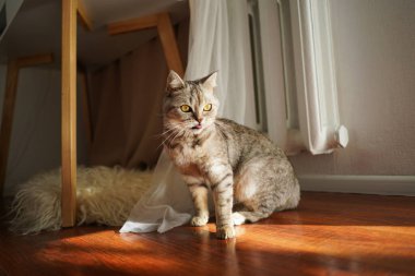 Güzel bir kedinin portresi. Şirin Kedi Portresi. Mutlu Hayvan. Gri İskoç Heteroseksüel Kedi Uyuyor.