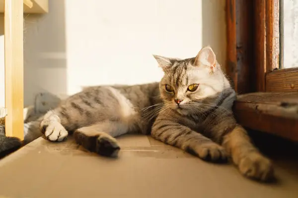 ปแมวท สวยงาม ปแมวน แฮปป แมวสก อตส เทาหล บตรง ฉากบ — ภาพถ่ายสต็อก