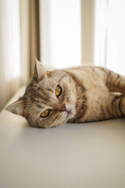 Güzel bir kedinin portresi. Şirin Kedi Portresi. Mutlu Hayvan. Gri İskoç Heteroseksüel Kedi Uyuyor.