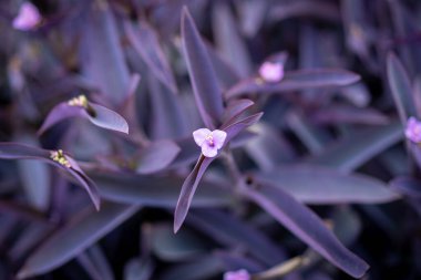Flower of Tradescantia pallida. Other common names include purple secretia, purple-heart, and purple queen. Beautiful purple vegetation background. clipart