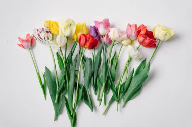 Kırmızı, pembe, sarı ve beyaz da dahil olmak üzere çeşitli renklerde bir lale koleksiyonu yapraklarla düzenli olarak düzenlenir. Sade beyaz arka plan çiçeklerin güzelliğini ve renklerini vurguluyor.