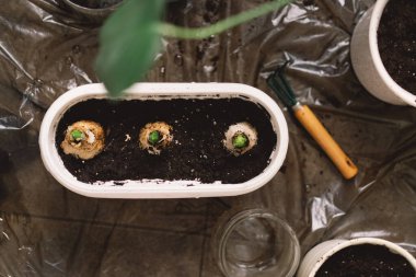 Beyaz bir saksı, zengin toprak ve yeni bitki büyümesinin başlangıcını kanıtlayan üç filizlenen ampulle dolu koruyucu bir yüzeyde duruyor..